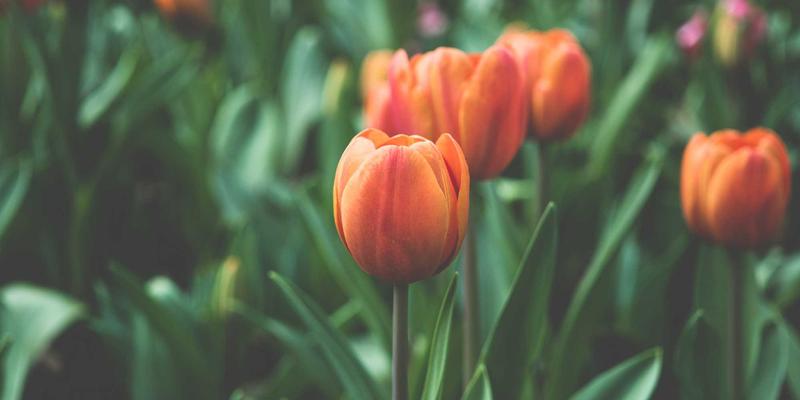 从NFV到CNF：容器化网络功能的技术演进与前端开发启示