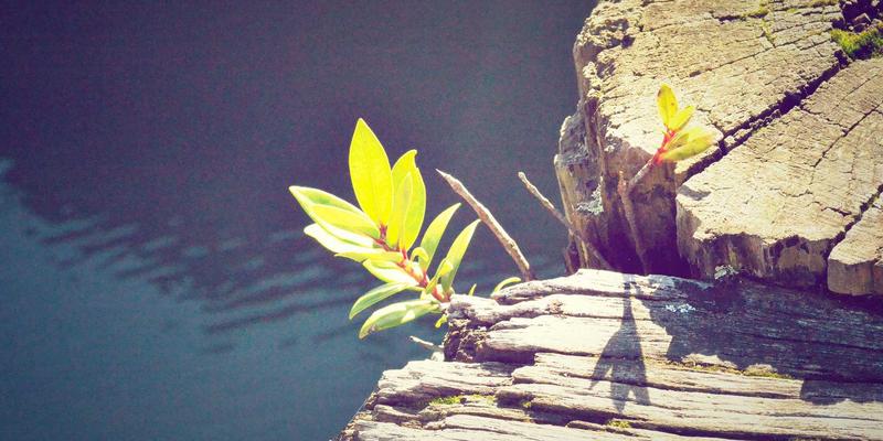 基于意图的网络(IBN)：后端开发、前端开发与网络安全的自动化革命