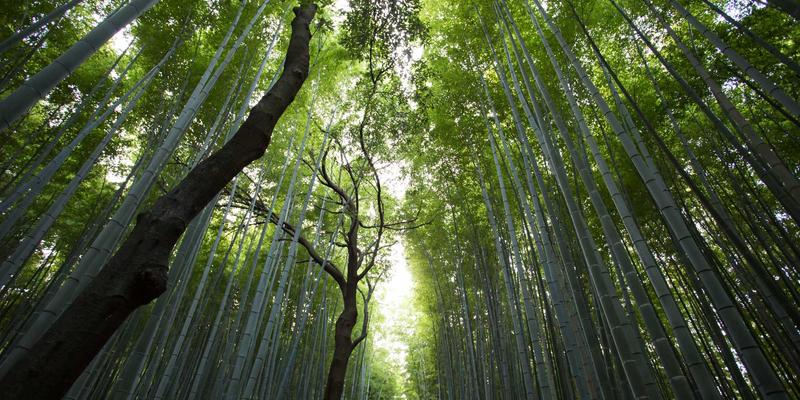 网络技术66：后端开发的核心架构与技术演进深度解析