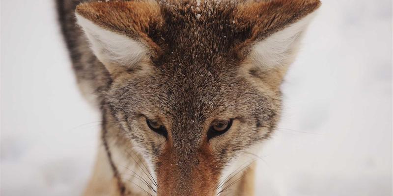 网络技术进阶指南：从开源项目实践到网络安全防御